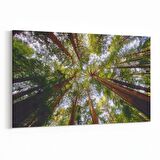 Olla 10603Y Ağaç Görseli Yatay Kanvas Tablo (Ölçü: 120X80)