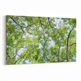 Olla 10624Y Ağaç Görseli Yatay Kanvas Tablo (Ölçü: 70X50)