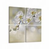 Olla 11718K4 Orkide Çiçek Görseli Kare 4'lü Kanvas Tablo (Ölçü: 145X145)