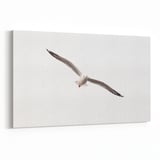 Olla 12637Y Hayvanlar Alemi Görseli Yatay Kanvas Tablo (Ölçü: 60X40)