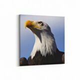 Olla 12593K Hayvanlar Alemi Görseli Kare Kanvas Tablo (Ölçü: 25X25)