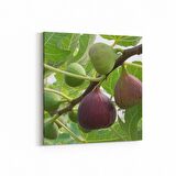 Olla 15181K Gıda Görseli Kare Kanvas Tablo (Ölçü: 25X25)