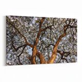 Olla 11061Y Ağaç Görseli Yatay Kanvas Tablo (Ölçü: 150X100)