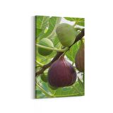 Olla 15181D Gıda Görseli Dikey Kanvas Tablo (Ölçü: 60X90)