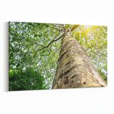 Olla 10485Y Ağaç Görseli Yatay Kanvas Tablo (Ölçü: 45X30)