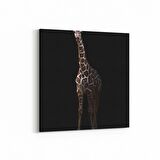 Olla 12467K Hayvanlar Alemi Görseli Kare Kanvas Tablo (Ölçü: 30X30)