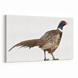 Olla 12461Y Hayvanlar Alemi Görseli Yatay Kanvas Tablo (Ölçü: 45X30)