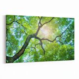 Olla 11055Y Ağaç Görseli Yatay Kanvas Tablo (Ölçü: 120X80)