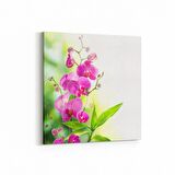 Olla 11685K Orkide Çiçek Görseli Kare Kanvas Tablo (Ölçü: 30X30)