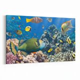 Olla 12099Y Akvaryum / Balık Görseli Yatay Kanvas Tablo (Ölçü: 70X50)