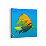 Olla 12092K Akvaryum / Balık Görseli Kare Kanvas Tablo (Ölçü: 100X100)