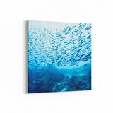 Olla 12081K Akvaryum / Balık Görseli Kare Kanvas Tablo (Ölçü: 25X25)