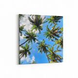 Olla 11504K Palmiye Ağacı Görseli Kare Kanvas Tablo (Ölçü: 60X60)