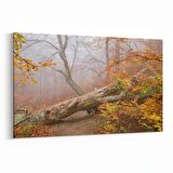 Olla 14257Y Doğa / Manzara Görseli Yatay Kanvas Tablo (Ölçü: 120X80)