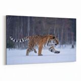 Olla 12518Y Hayvanlar Alemi Görseli Yatay Kanvas Tablo (Ölçü: 45X30)