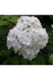 3 Adet Beyaz Ortanca Çiçeği Fıdanı Saksılı Hydrangea Macrophylla
