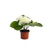3 Adet Beyaz Ortanca Çiçeği Fıdanı Saksılı Hydrangea Macrophylla