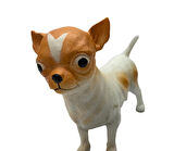 Köpekler - Chihuahua / Şivava Cinsi Köpek