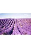 10 Adet Açık Kök Lavandula Intermedia Lavanta Fidanı