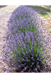 Saksıda Angustifolia Lavanta Fidanı