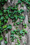 3'li Duvar Sarmaşığı (Hedera helix) ?