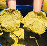 Gustolea Nature Manisa Sultaniye İlk Hasat İnce Damarsız Salamura Uç Asma Yaprağı 2025 Yeni Sezon