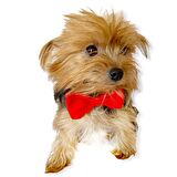 Red Red Köpek Papyonu Köpekler için papyon