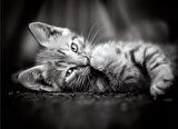 Clementoni Kedi Yavruları 1000 Parça High Quality Collection Yetişkin Puzzle Kitty Clemkit