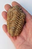 Trilobit Fosili Afrika 32TR