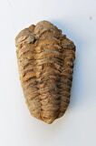 Trilobit Fosili Afrika 32TR