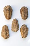Trilobit Fosili Afrika 32TR