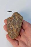 Trilobit Fosili Afrika 32TR