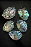 Abalone Shell Süper Renkli Istiridye Kabuğu