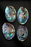 Abalone Shell Süper Renkli Istiridye Kabuğu