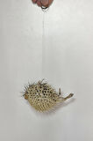 Dikenli Balon Balığı Fugu Fish