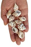 10 Adet Junonia Shell Deniz Kabuğu 9-JS