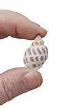10 Adet Junonia Shell Deniz Kabuğu 9-JS