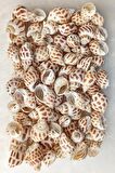 10 Adet Junonia Shell Deniz Kabuğu 9-JS