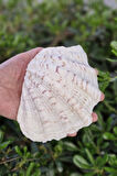 Büyük Deniz Kabuğu Tridacna Gigas 32TG