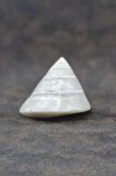 Spiral Silver Shell Deniz Kabuğu 33-SS