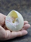 Spiral Silver Shell Deniz Kabuğu 33-SS