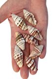 50 Gram Mitra Deniz Kabukları 555