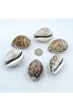 Tiger Cowry Deniz Kabuğu 32