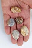 50 Gram Fosil Mercan Tamburlu Parçalar 353