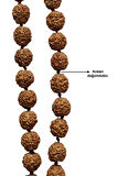 Rudrakşa 54 Taneli Yarım Mala Unisex Kolye Tesbih Hindistan Rudraksha 101YM