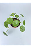 Çin Para Çiçeği Ev Salon Çiçeği Pilea Çiçeği Peperomioides 