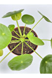 Çin Para Çiçeği Ev Salon Çiçeği Pilea Çiçeği Peperomioides 