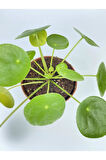 Çin Para Çiçeği Ev Salon Çiçeği Pilea Çiçeği Peperomioides 