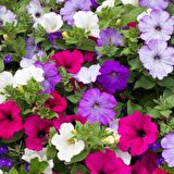 PETUNYA Tohumu Yerli Petunia 100 adet