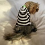 Grass Hopper Stripe Polo Yaka Tişört Köpek Kıyafeti Köpek Elbisesi